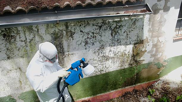 Top rated local Mold Remediation specialists in New Cumberland, PA
